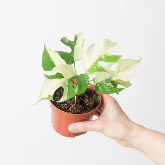 Rhaphidophora Tetrasperma Variegata - Rare Indoor House Plant - نبات داخلي