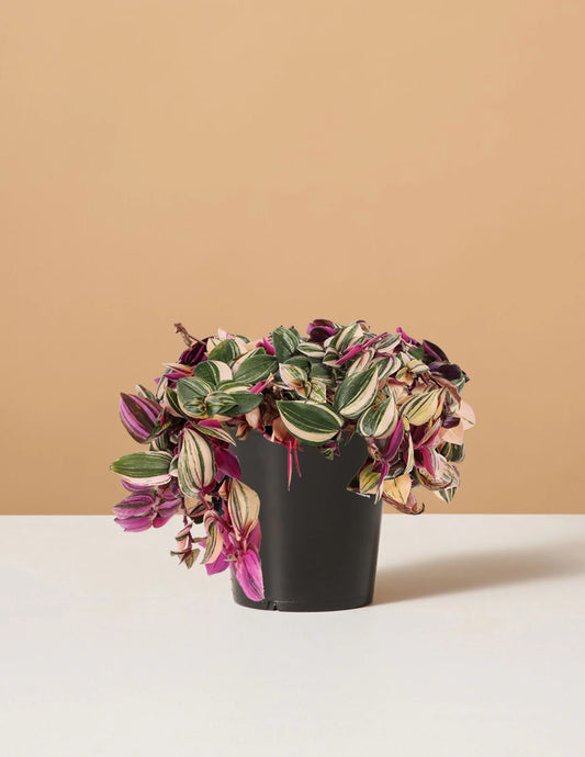 Tradescantia Quadricolor - Indoor Plant - نبات داخلي