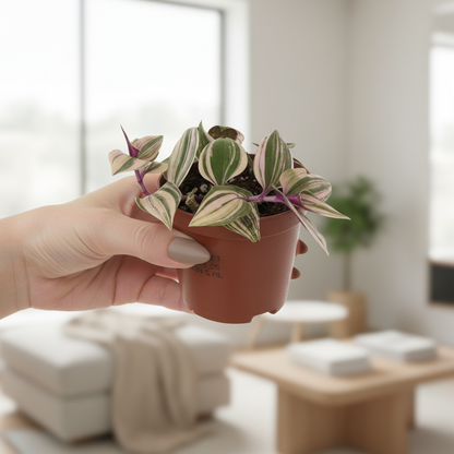 Tradescantia Lifestyle - Female Hand Model