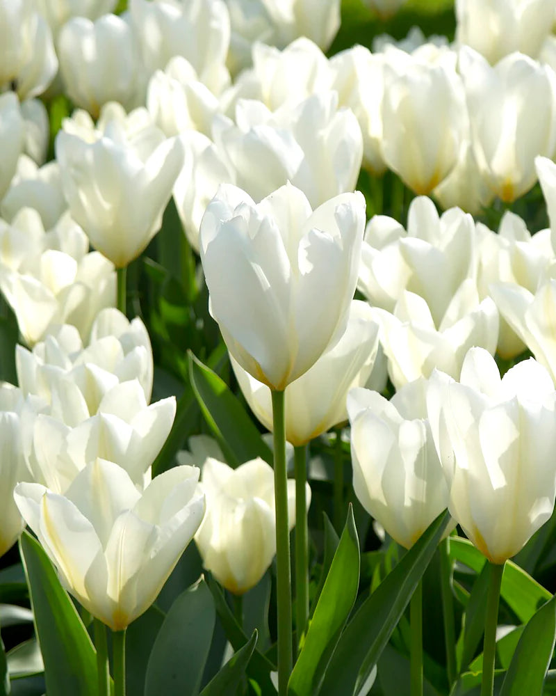 Tulip Purissima - Flower Bulb - توليب بورياسيما