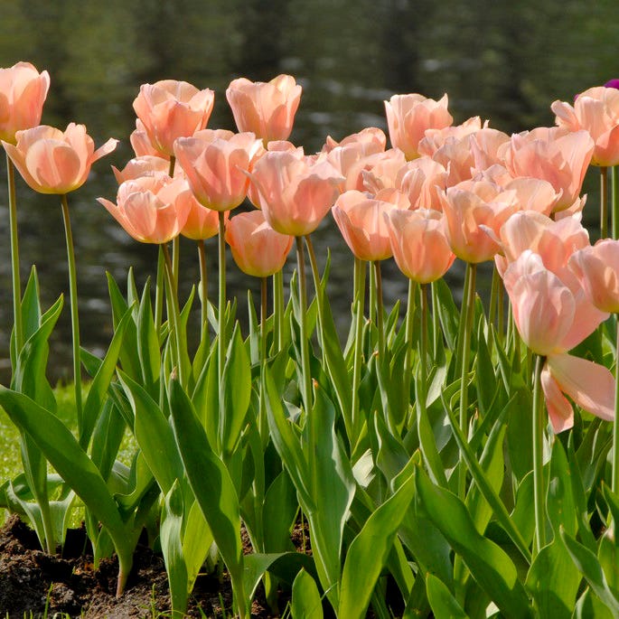 Tulip Triumph Apr...