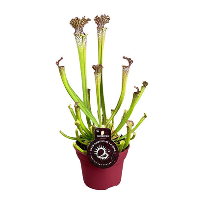 Sarracenia Plant - Insect Eating Plant - Indoor Carnivorous Plant