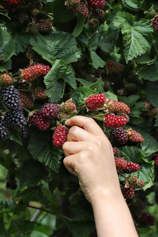 Blackberry Plant - Rubus Oregon Thorn less - نبات بلاك بيري