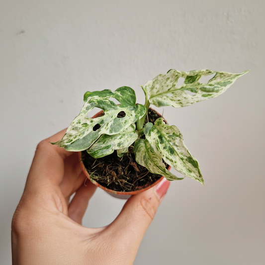 Variegated Monstera — White Background Hand Hold