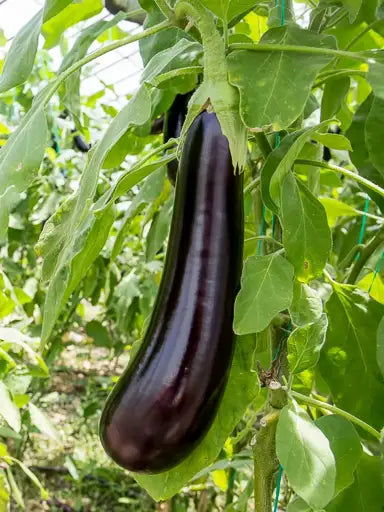 Eggplant Seeds