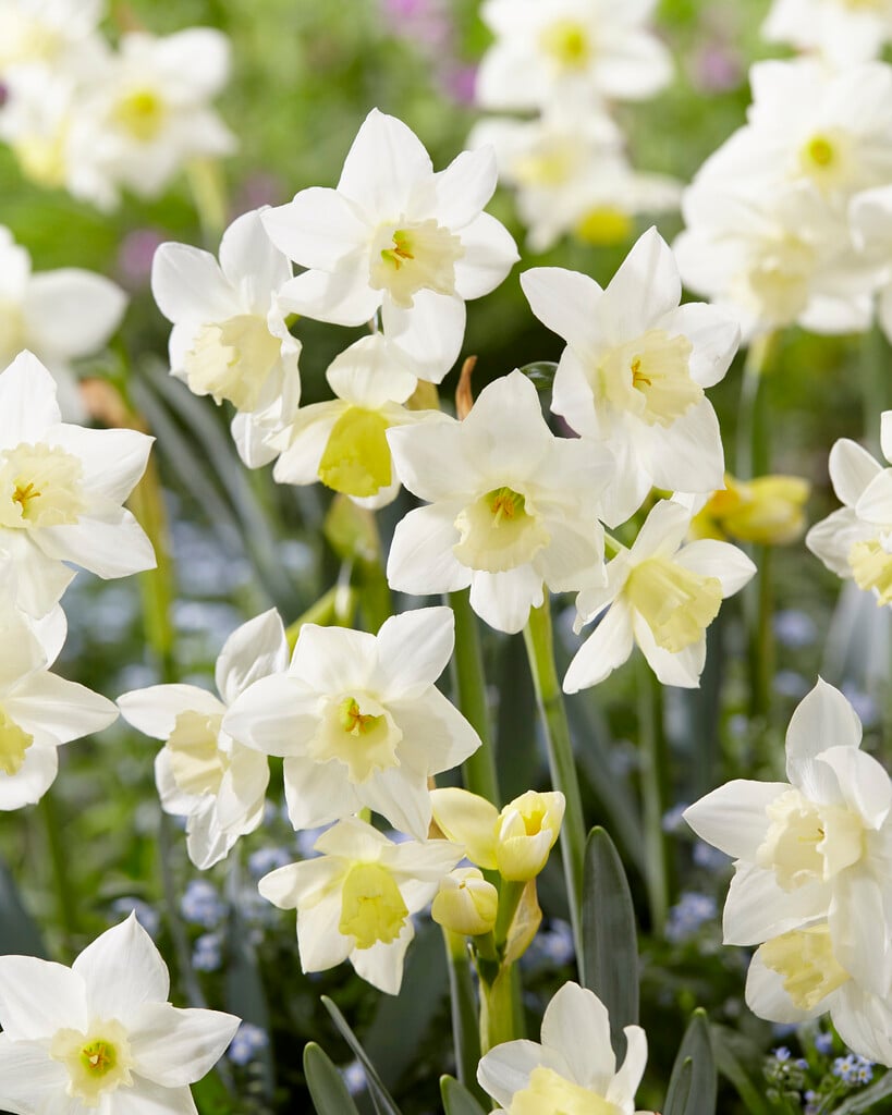 Narcissus Pueblo- Flower Bulb - نرجس بويبلو