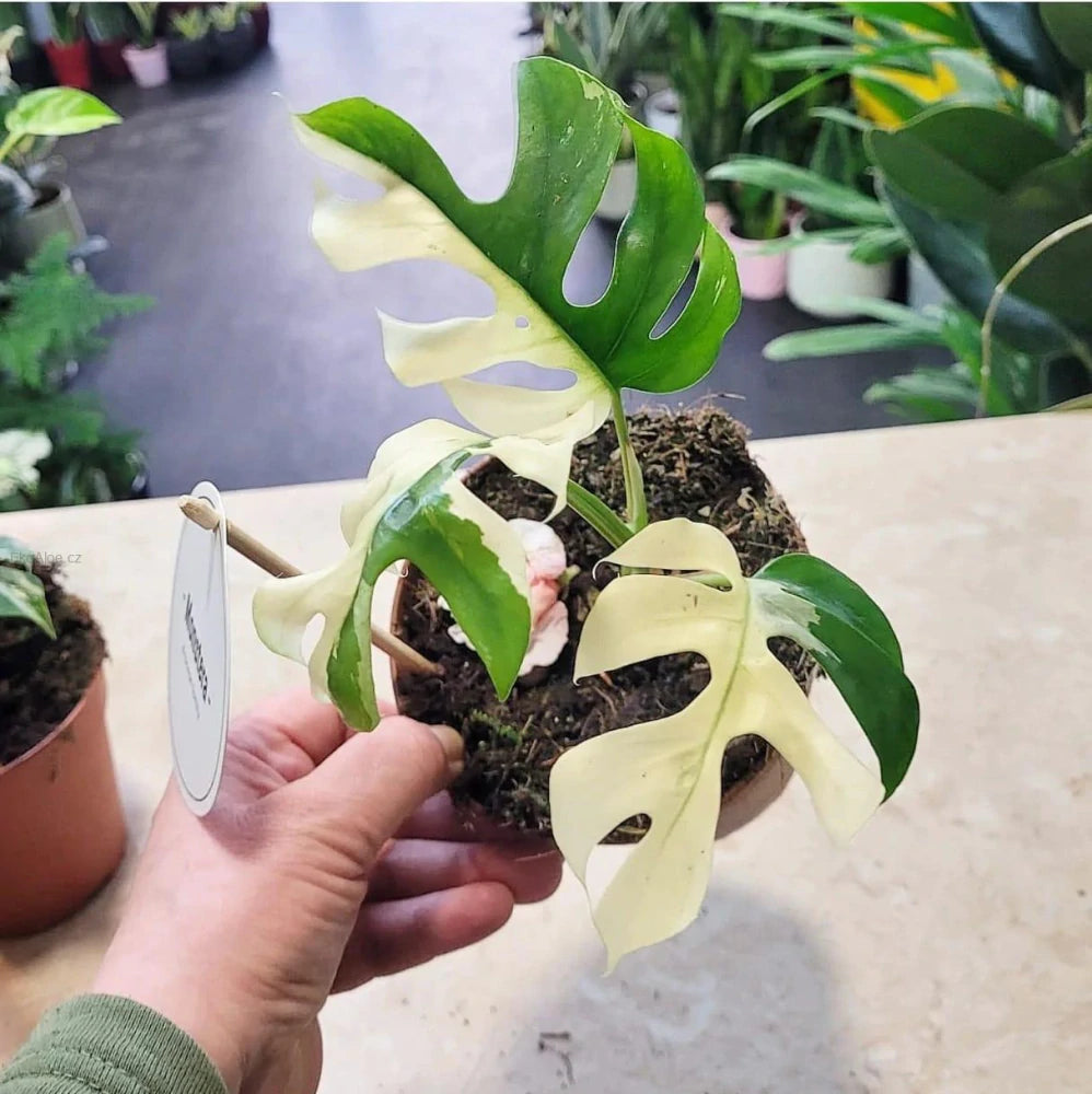 Monstera Minima Variegata - Rare Plant - Indoor Plant - نبات داخلي - نبات المونستيرا