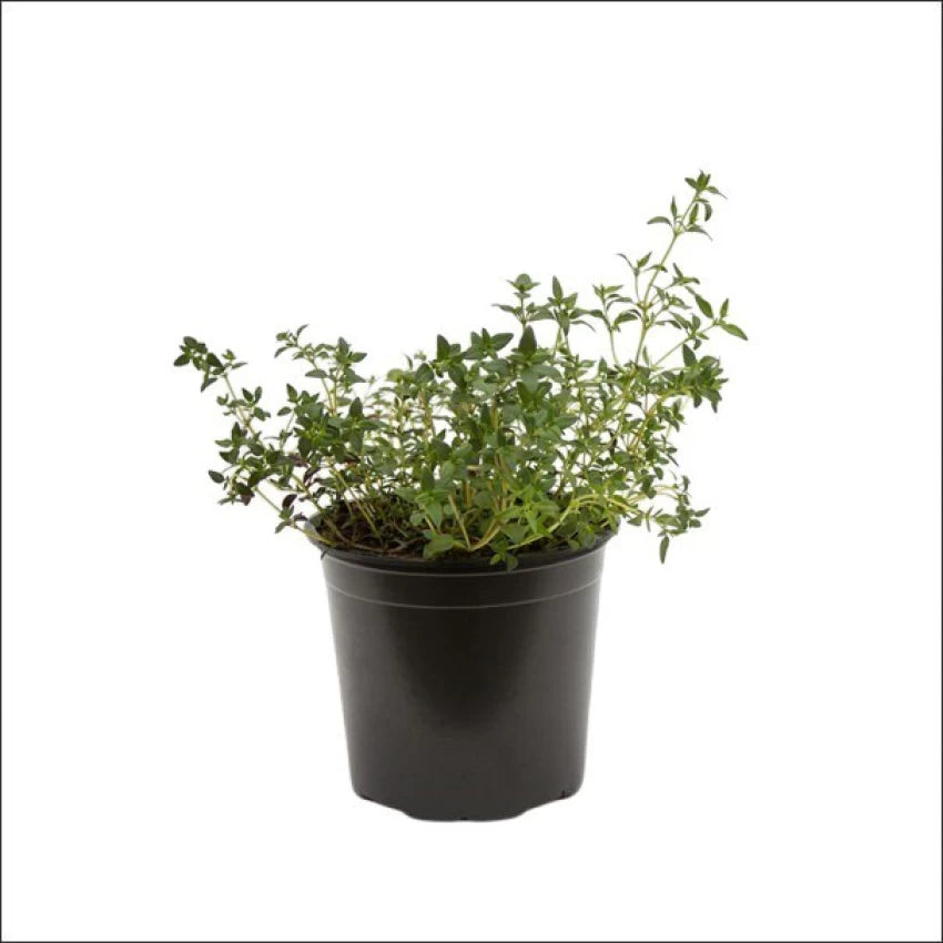 Organic Compact Orange Thyme Plant - نبات الزعتر