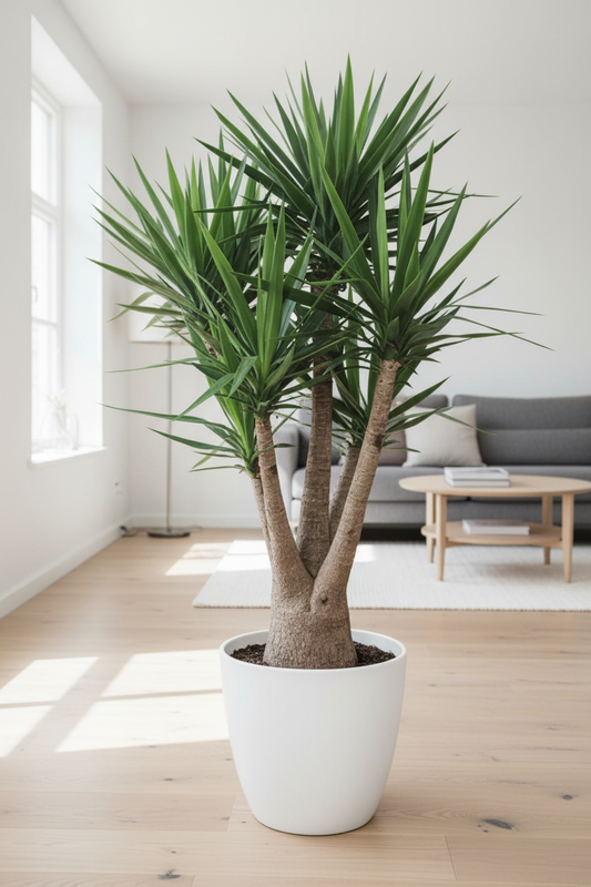Yucca in Living Room
