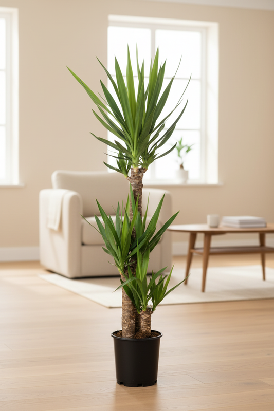 Yucca Same Plant Living Room