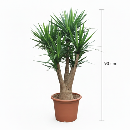 Yucca with 90cm dimension