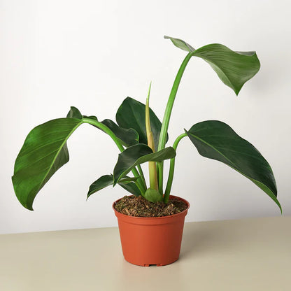 ku pteleopsis philodendron Philodendron Congo Green – Plant and Pot Co