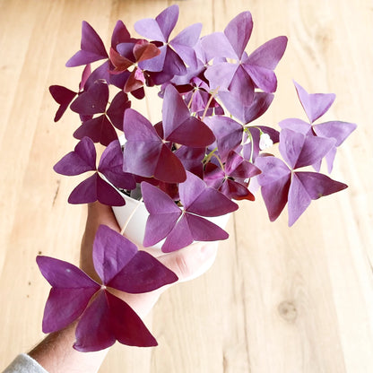 Oxalis Purple Plant - Indoor House Plant - اجلونيما الوردي