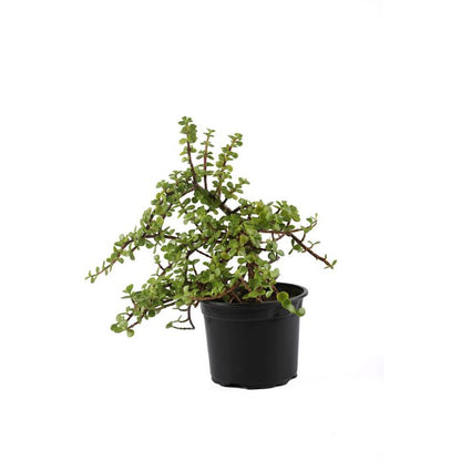 Portulacaria Afra