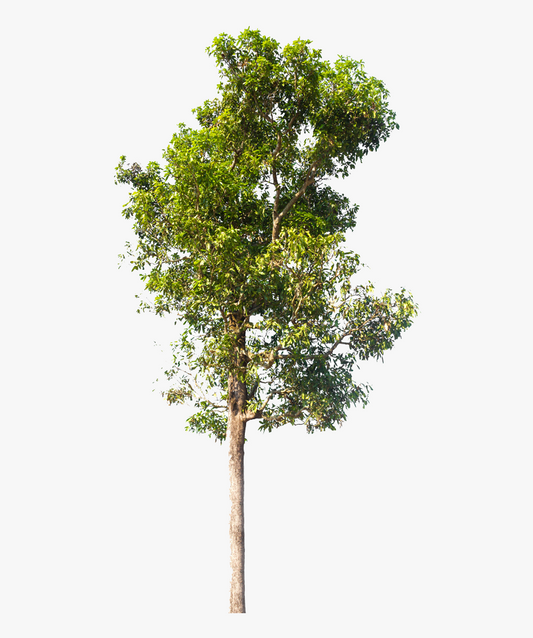 Azadirachta Indica (Neem Tree)