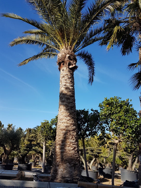 Phoenix Canariensis