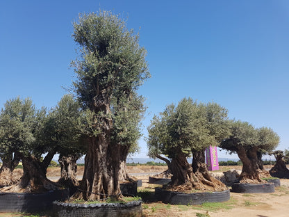 Tall Olive Trees