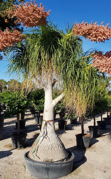 Beaucarnea Palm