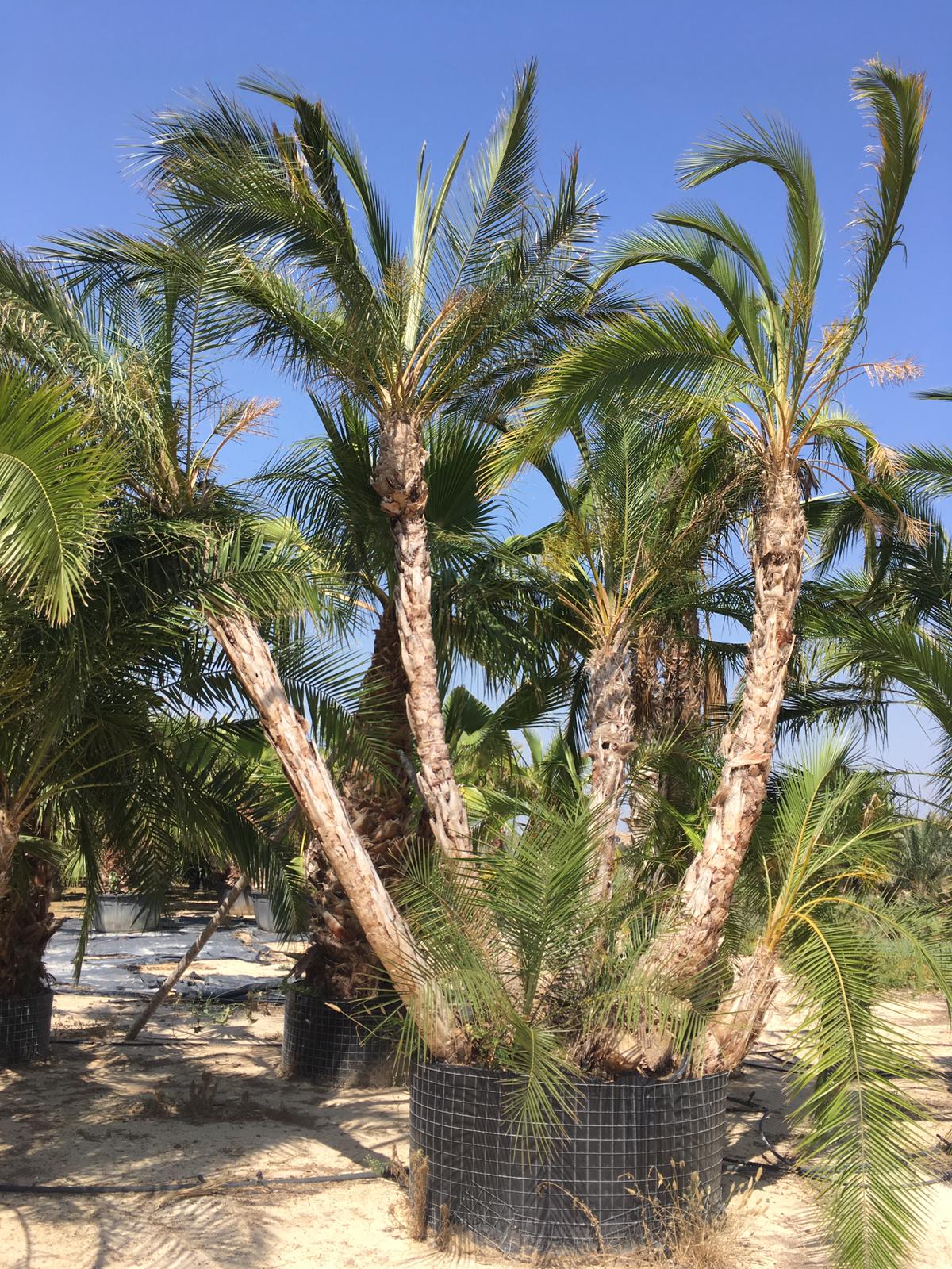 Speciman Tree Best Rare Specimen Trees Collection | Plant and Pot Co.
