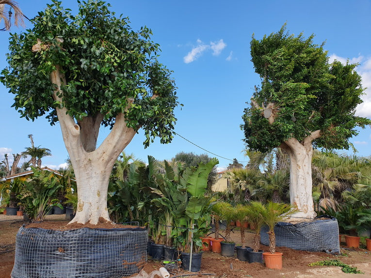 Ficus Nitida