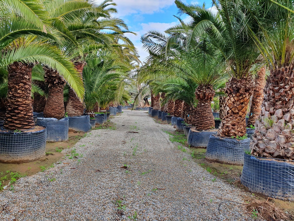 Phoenix Canariensis