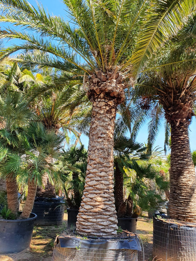 Phoenix Canariensis