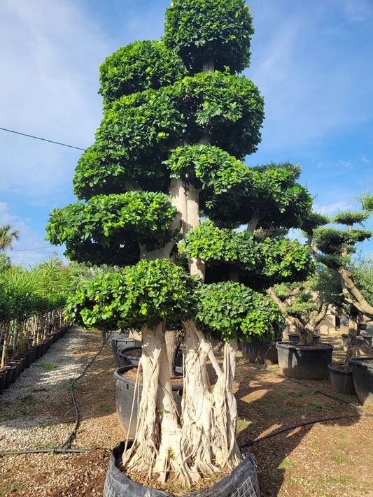 Ficus Macro Bonsai