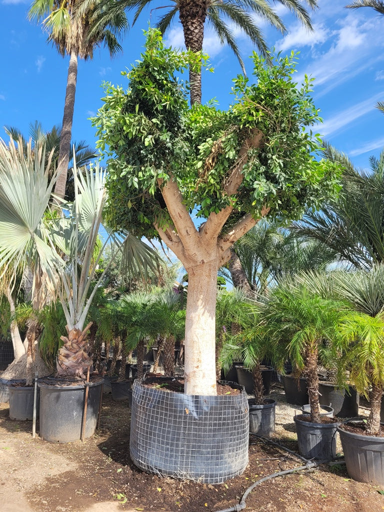 Ficus Nitida