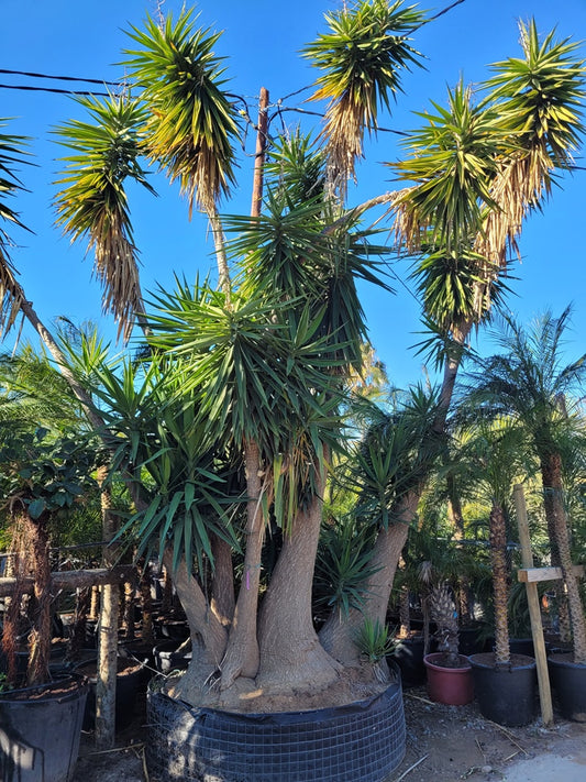 Yucca Elephantipes