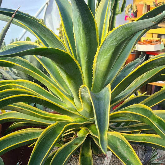 Agave Desmetiana