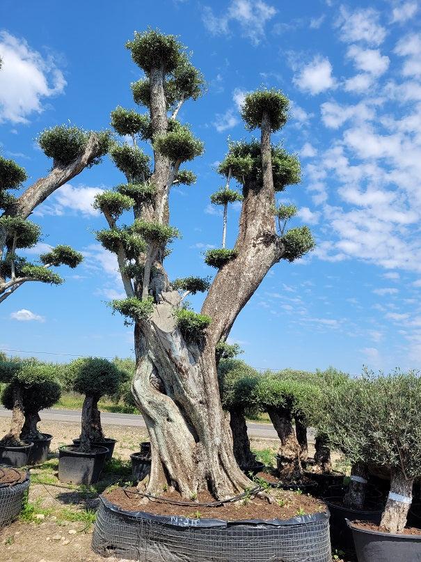 Tall Olive Trees