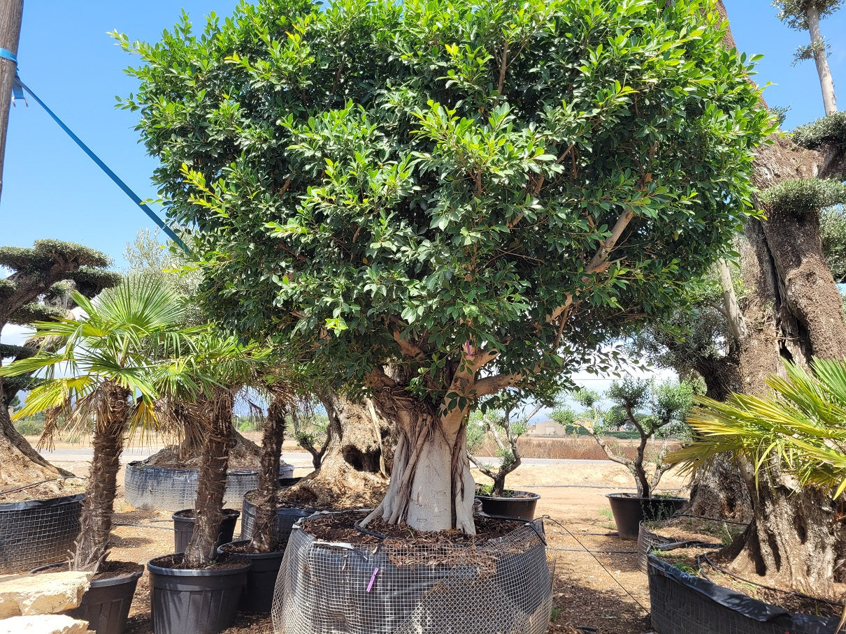 Ficus Nitida