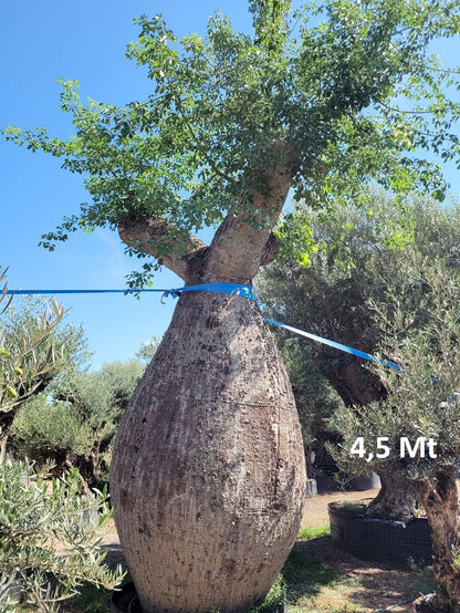 Ceiba Speciosa