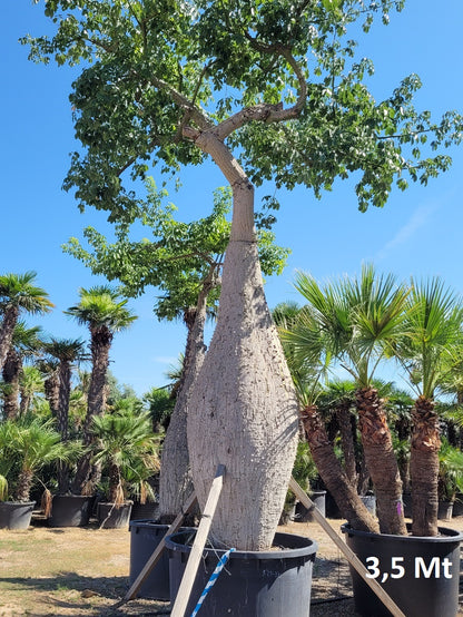 Ceiba Speciosa