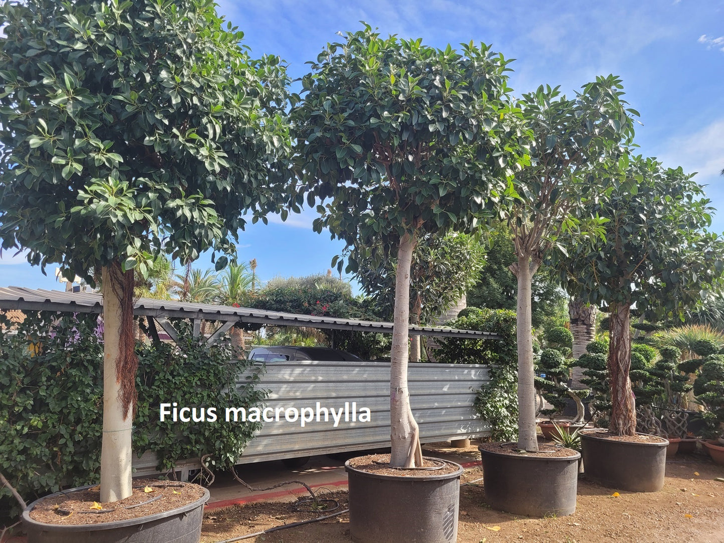 Ficus Nitida