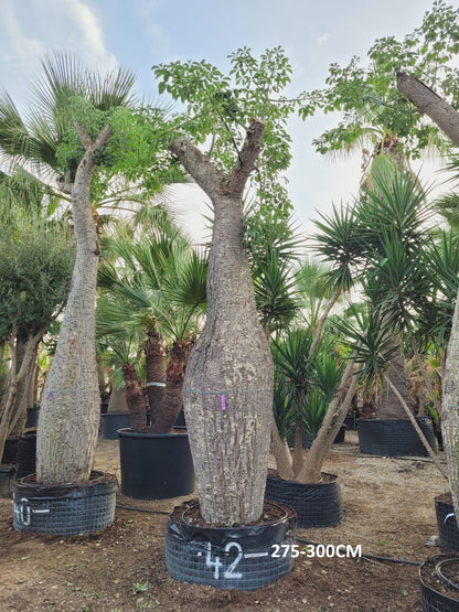 Ceiba Speciosa