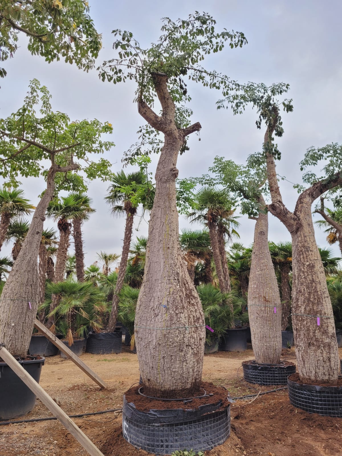 Ceiba Speciosa