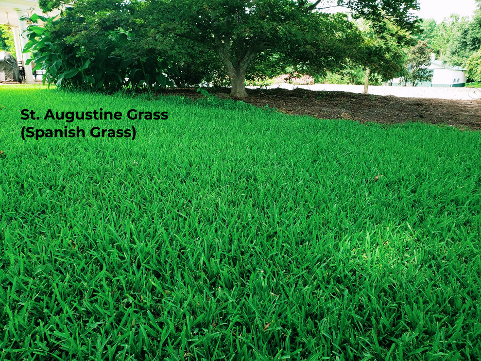 St. Augustine Grass (Spanish Grass) Plant and Pot Co.