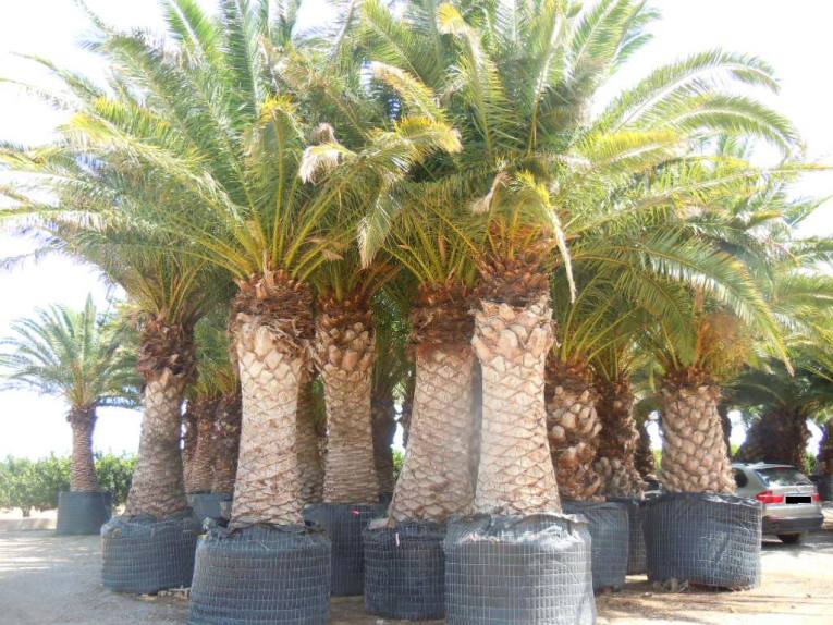 Phoenix Canariensis