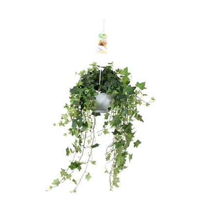 Hedera Helix Green - English Invy - Hanging Indoor House Plant - نبات داخلي