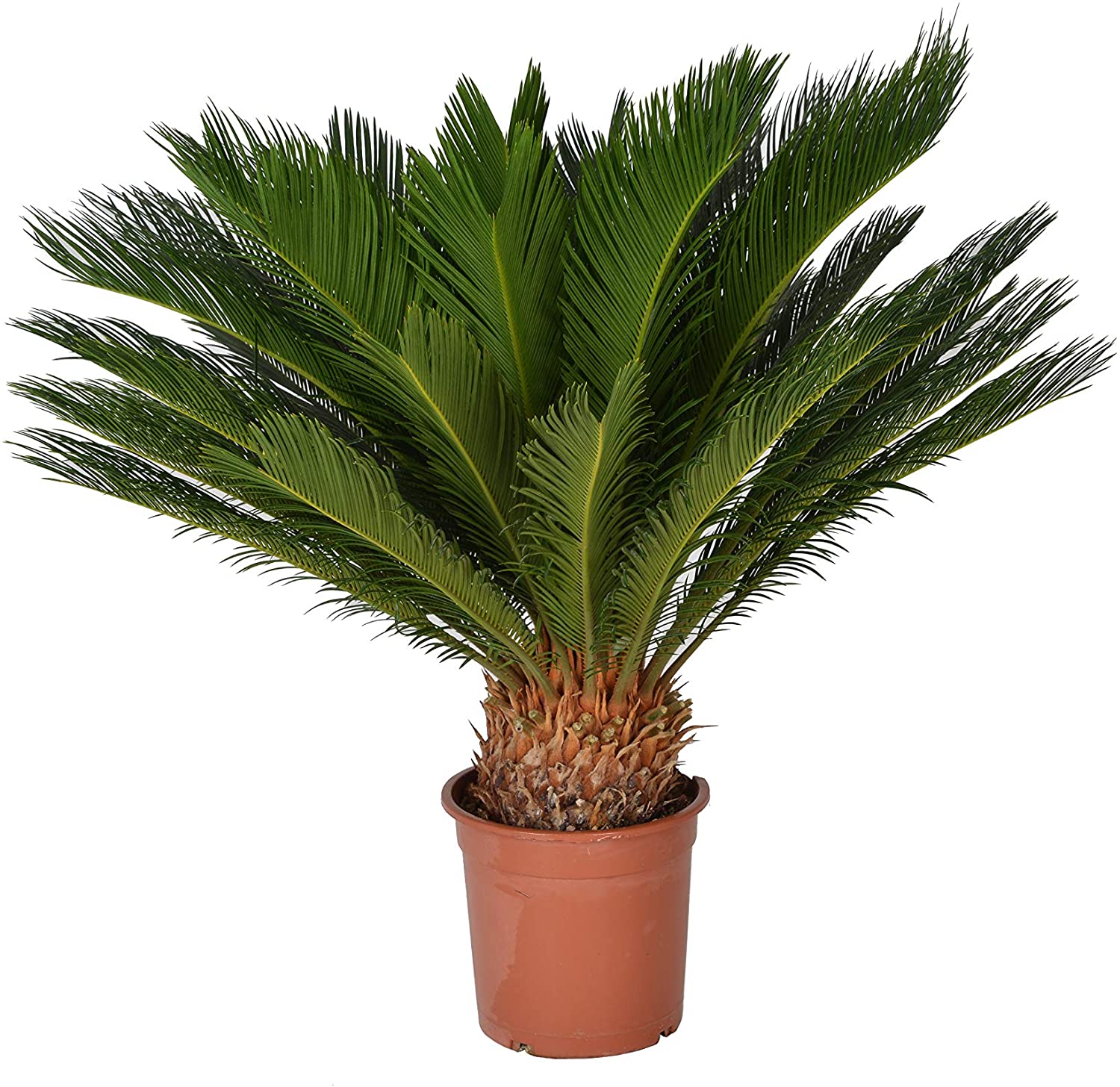 Cycas Revoluta ‘Fern Palm’: Symbol of Resilience – Plant and Pot Co.