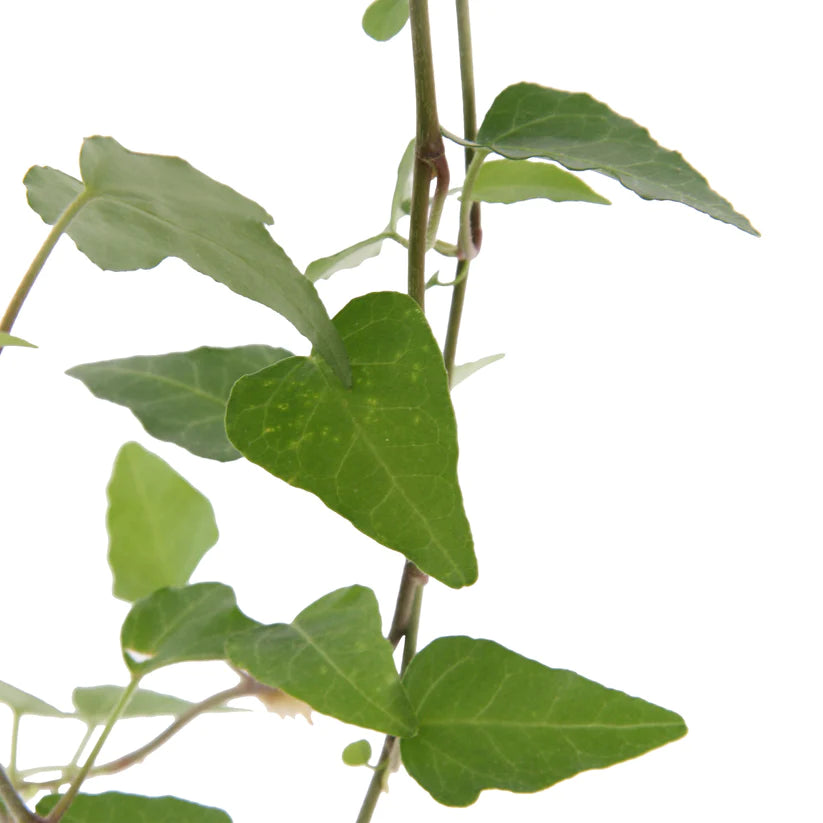 Hedera Helix Green - English Invy - Hanging Indoor House Plant - نبات داخلي