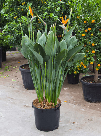 Strelitzia Reginae