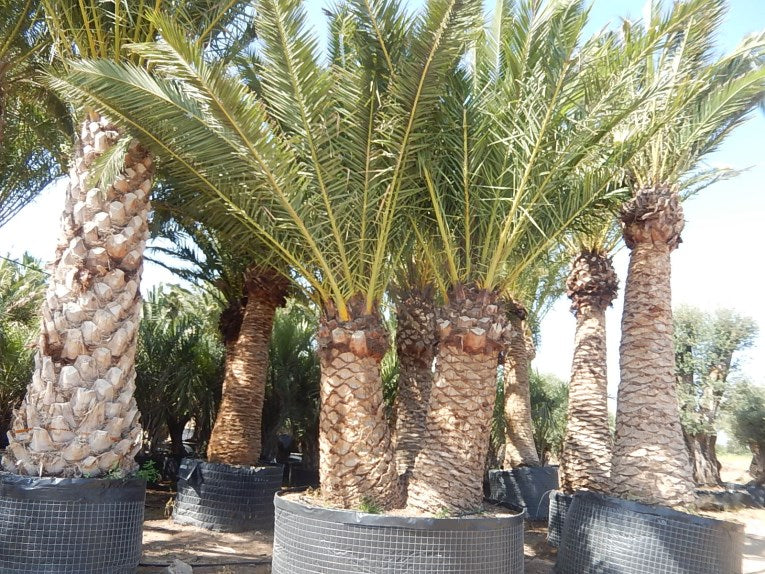 Phoenix Canariensis