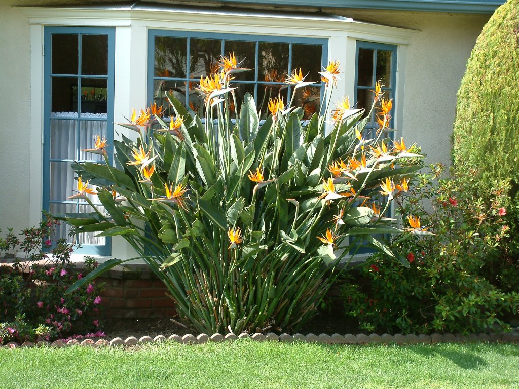 Strelitzia Reginae