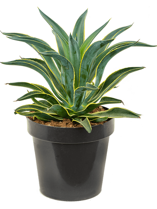 Agave Desmetiana