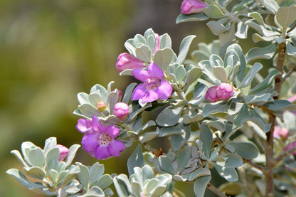Leucophyllum Frutescens