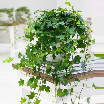 Hedera Helix Green - English Invy - Hanging Indoor House Plant - نبات داخلي