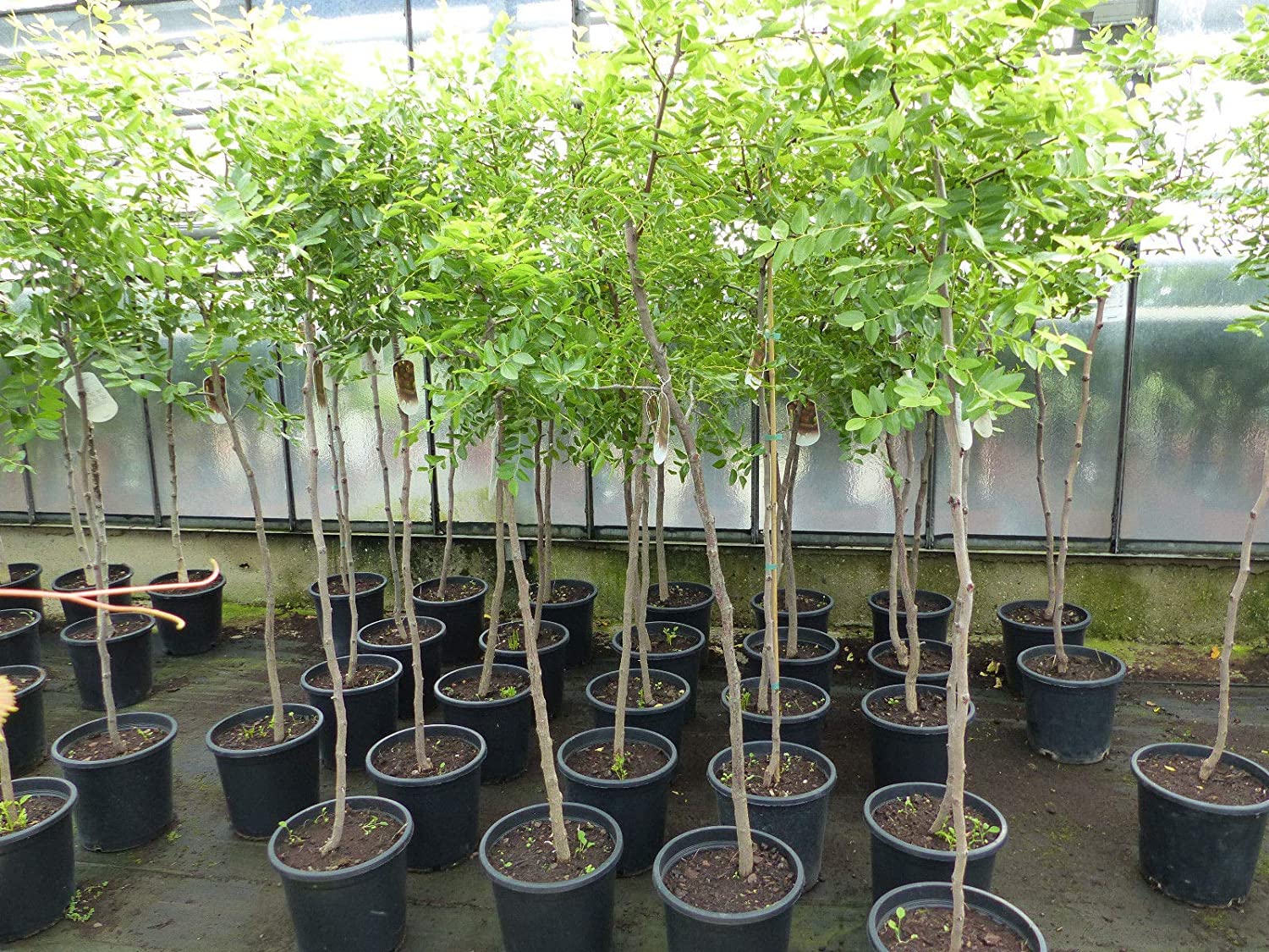 Transform Your Outdoor Space with Majestic Trees – Plant and Pot Co.