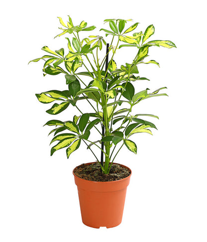 Schefflera Gold Capella - Indoor Plant (شيفليرا ذهبي)